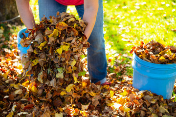 dispose fall leaves