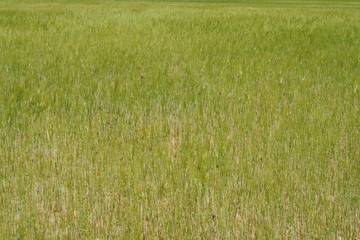 Champ de jeune blé vert dans la terre sèche.