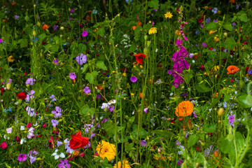 wild field of flowers, full of flowers meadow