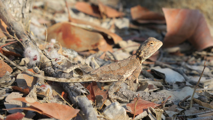 Ground Lizard on brown background leafs and sand