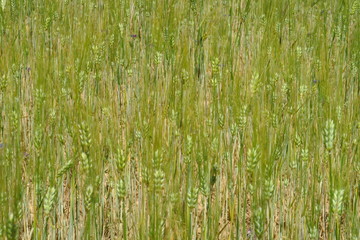 Champ de jeune blé vert dans la terre sèche.