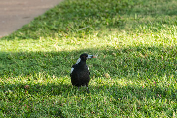 Australian Magpie or Gymnorhina tibicen,