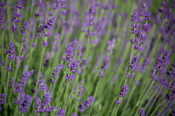 Naklejka premium Lawenda w rozkwicie tekstury pełnej klatki