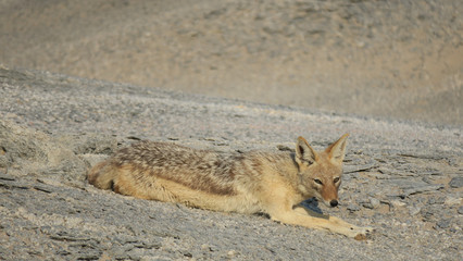 Black-backed jackal in a rocky desert landscape, jackal  on sand