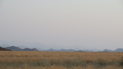 African desert grassy landscape with mountains in the distance. wavy grass.