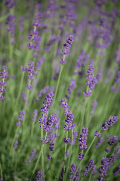 Lavender in bloom full frame texture © AHatmaker