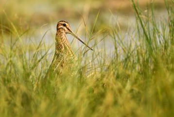 Snipe - Gallinago gallinago, beautiful shy bird with long beak from European marshes and swamps, Hortobagy National Park, Hungary.