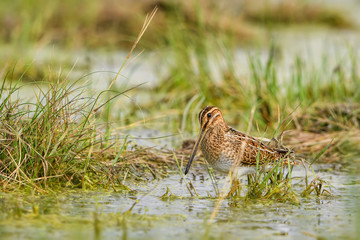 Snipe - Gallinago gallinago, beautiful shy bird with long beak from European marshes and swamps, Hortobagy National Park, Hungary.