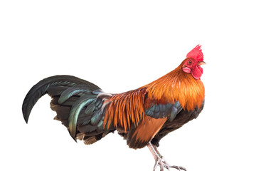 Colorful of rooster isolated