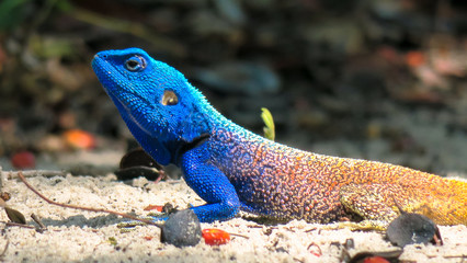 Brightly colored gecko with a blue head and yellow tail sitting on the sand with green leafs 