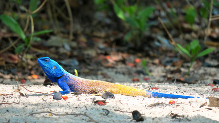 Brightly colored gecko with a blue head and yellow tail sitting on the sand with green leafs 