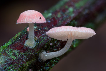 Mycena mushrooms on wood in Andean cloud forest in Ecuador