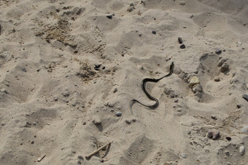Fototapeta na wymiar Grass snake colubridae crawling along ground on sand of seaside in sunny summer day. Non-poisonous snake.
