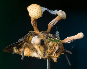 zombie fungus Ophiocordyceps dipterigena on fly in Andean cloud forest in Bolivia