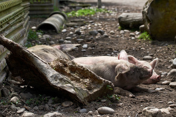 Obraz premium Pigs relax in the picturesque mountain areas of Svaneti in Georgia.