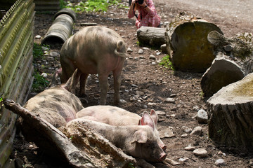 Pigs relax in the picturesque mountain areas of Svaneti in Georgia.