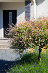 Fototapeta na wymiar Summer decorative blooming tree in the doorway, modern home architecture and landscaping.