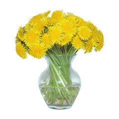 still life glass vase yellow dandelions isolated on white background