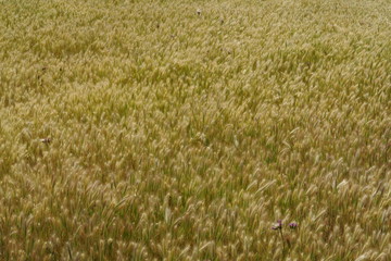 Champ de céréales blondes