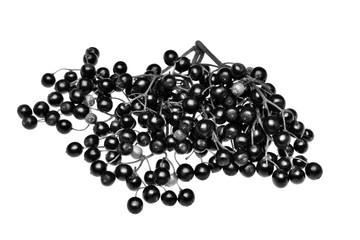 Fresh black elderberry  fruit isolated