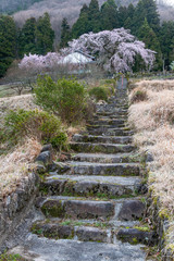 Fototapeta na wymiar 古い石段と桜の咲いている和風な光景