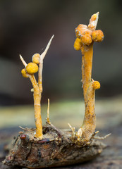 zombie fungus Ophiocordyceps nutans on stink bug (Pentatomidae) from Andean cloud forest in Bolivia