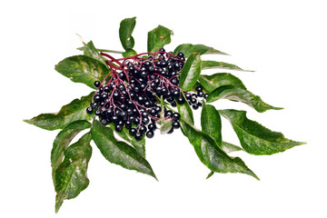  Twig with elderberry and a leaf isolated
