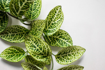 Green leaves background 