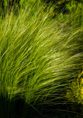 Full frame background of delicate fluffy wispy garden grass.