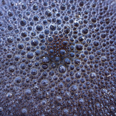 close-up of surface of Lycoperdon puffball mushroom in Amazon rainforest in Bolivia