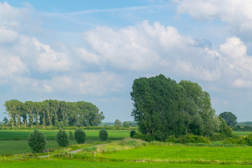 Fototapeta na wymiar Dutch polder landscape green meadows