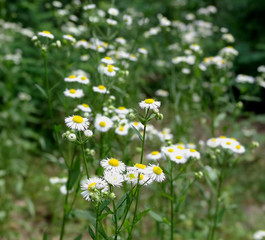 Wild daisy on blurred green leaf background