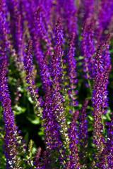 Closeup of sage or salvia purple blooming plants.