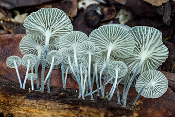 gills of Tetrapyrgos mushrooms on wood in Amazon rainforest in Bolivia