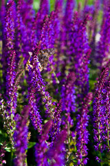Closeup of sage or salvia purple blooming plants.
