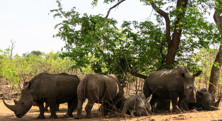 Naklejka premium Rhinoceros under green trees