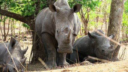 Naklejka premium Rhinoceros under green trees