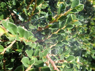 spider web on a green tree branch
