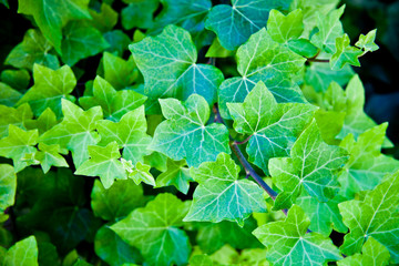 Fototapeta na wymiar Green summer leaves pattern background.