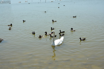 bird, water, nature, birds, sea, animalgoose, duck, swan