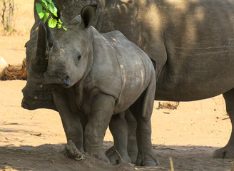 Fototapeta premium Baby rhinoceros and mother under a small tree