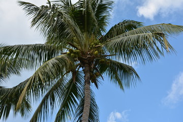 Fototapeta na wymiar palm, treetropical,palm tree