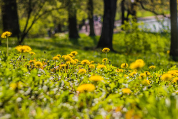 Summer flowers yellow dandelions. Bright sunny flowers.
