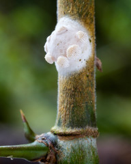 close-up of Ascopolyporus fungus on bamboo from Andean cloud forest in Ecuador