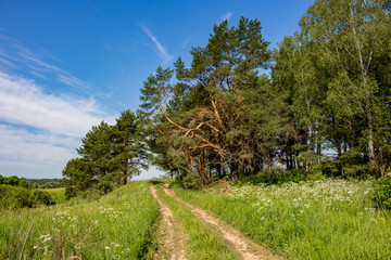 Rural dirt road past the old big pine, beautiful landscape