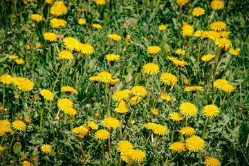 Summer flowers yellow dandelions. Bright sunny flowers.