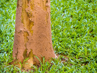 Termites are a problem with many trees. Especially the big trees that are grown in dry places.