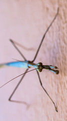 Brown praying mantis on skin surface close up