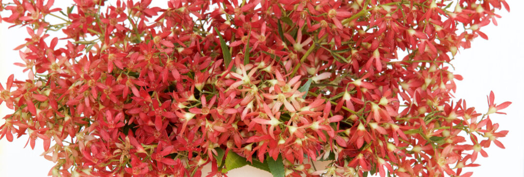 Australian Christmas Bush As A Border Or Background.