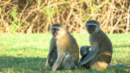 Velvet monkeys playing on the ground looking for food
